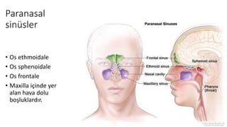 Paranasal
sinüsler
• Os ethmoidale
• Os sphenoidale
• Os frontale
• Maxilla içinde yer
alan hava dolu
boşluklardır.
 