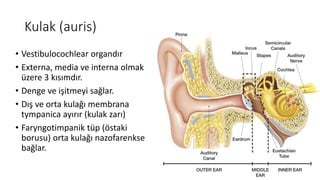 Kulak (auris)
• Vestibulocochlear organdır
• Externa, media ve interna olmak
üzere 3 kısımdır.
• Denge ve işitmeyi sağlar.
• Dış ve orta kulağı membrana
tympanica ayırır (kulak zarı)
• Faryngotimpanik tüp (östaki
borusu) orta kulağı nazofarenkse
bağlar.
 