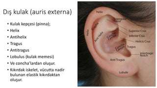 Dış kulak (auris externa)
• Kulak kepçesi (pinna);
• Helix
• Antihelix
• Tragus
• Antitragus
• Lobulus (kulak memesi)
• Ve concha’lardan oluşur.
• Kıkırdak iskelet, vücutta nadir
bulunan elastik kıkırdaktan
oluşur.
 