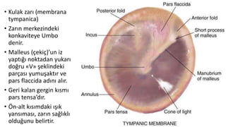 • Kulak zarı (membrana
tympanica)
• Zarın merkezindeki
konkaviteye Umbo
denir.
• Malleus (çekiç)’un iz
yaptığı noktadan yukarı
doğru «V» şeklindeki
parçası yumuşaktır ve
pars flaccida adını alır.
• Geri kalan gergin kısmı
pars tensa’dır.
• Ön-alt kısımdaki ışık
yansıması, zarın sağlıklı
olduğunu belirtir.
 