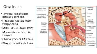 Orta kulak
• Temporal kemiğin pars
petrosa’sı içindedir.
• Orta kulak boşluğu cavitas
tympanica’da;
• Malleus Incus Stapes (MIS)
• M.stapedius ve m.tensör
tympani
• Chorda tympani (CN7 dalı)
• Plexus tympanicus bulunur.
 