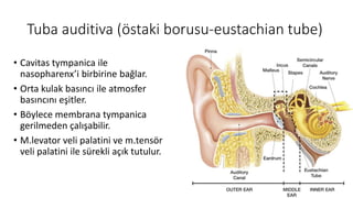 Tuba auditiva (östaki borusu-eustachian tube)
• Cavitas tympanica ile
nasopharenx’i birbirine bağlar.
• Orta kulak basıncı ile atmosfer
basıncını eşitler.
• Böylece membrana tympanica
gerilmeden çalışabilir.
• M.levator veli palatini ve m.tensör
veli palatini ile sürekli açık tutulur.
 
