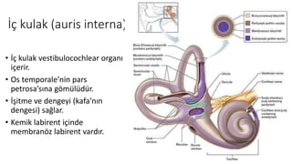 İç kulak (auris interna)
• İç kulak vestibulocochlear organı
içerir.
• Os temporale’nin pars
petrosa’sına gömülüdür.
• İşitme ve dengeyi (kafa’nın
dengesi) sağlar.
• Kemik labirent içinde
membranöz labirent vardır.
 