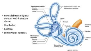 • Kemik labirentin içi sıvı
doludur ve 3 kısımdan
oluşur.
• Vestibulum
• Cochlea
• Semisirküler kanallar.
 