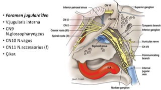 • Foramen jugulare’den
• V.jugularis interna
• CN9
N.glossopharyngeus
• CN10 N.vagus
• CN11 N.accessorius (!)
• Çıkar.
 
