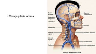 • Vena jugularis interna
 