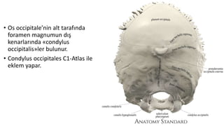 • Os occipitale’nin alt tarafında
foramen magnumun dış
kenarlarında «condylus
occipitalis»ler bulunur.
• Condylus occipitales C1-Atlas ile
eklem yapar.
 