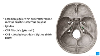 • Foramen jugulare’nin superolateralinde
meatus acusticus internus bulunur.
• İçinden
• CN7 N.facialis (yüz siniri)
• CN8 n.vestibulocochlearis (işitme siniri)
geçer.
 