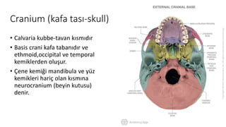 Cranium (kafa tası-skull)
• Calvaria kubbe-tavan kısmıdır
• Basis crani kafa tabanıdır ve
ethmoid,occipital ve temporal
kemiklerden oluşur.
• Çene kemiği mandibula ve yüz
kemikleri hariç olan kısmına
neurocranium (beyin kutusu)
denir.
 