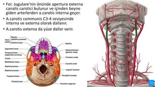 • For. Jugulare’nin önünde apertura externa
canalis carotici bulunur ve içinden beyne
giden arterlerden a.carotis interna geçer.
• A.carotis communis C3-4 seviyesinde
interna ve externa olarak dallanır.
• A.carotis externa da yüze dallar verir.
 