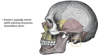 • Kasların yapıştığı meme
şekilli çıkıntıya processus
mastoideus denir.
 