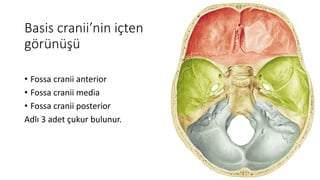 Basis cranii’nin içten
görünüşü
• Fossa cranii anterior
• Fossa cranii media
• Fossa cranii posterior
Adlı 3 adet çukur bulunur.
 