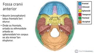 Fossa cranii
anterior
• Beynin (encephalon)
lobus frontalis’leri
oturur.
• Önde os frontale,
ortada os ethmoidale
arkada os
sphenoidale’nin corpus
ve ala minor’ları
oluşturur.
 