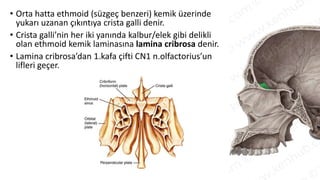 • Orta hatta ethmoid (süzgeç benzeri) kemik üzerinde
yukarı uzanan çıkıntıya crista galli denir.
• Crista galli’nin her iki yanında kalbur/elek gibi delikli
olan ethmoid kemik laminasına lamina cribrosa denir.
• Lamina cribrosa’dan 1.kafa çifti CN1 n.olfactorius’un
lifleri geçer.
 