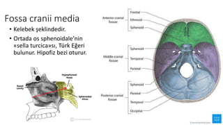 Fossa cranii media
• Kelebek şeklindedir.
• Ortada os sphenoidale’nin
«sella turcica»sı, Türk Eğeri
bulunur. Hipofiz bezi oturur.
 