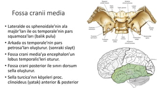 Fossa cranii media
• Lateralde os sphenoidale’nin ala
majör’ları ile os temporale’nin pars
squamoza’ları (balık pulu)
• Arkada os temporale’nin pars
petrosa’ları oluşturur. (sonraki slayt)
• Fossa crani media’ya encephalon’un
lobus temporalis’leri oturur.
• Fossa crani posterior ile sınırı dorsum
sella oluşturur.
• Sella turcica’nın köşeleri proc.
clinoideus (yatak) anterior & posterior
 