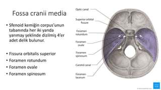 Fossa cranii media
• Sfenoid kemiğin corpus’unun
tabanında her iki yanda
yarımay şeklinde dizilmiş 4’er
adet delik bulunur.
• Fissura orbitalis superior
• Foramen rotundum
• Foramen ovale
• Foramen spinosum
 