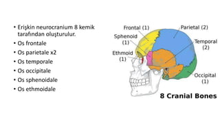 • Erişkin neurocranium 8 kemik
tarafından oluşturulur.
• Os frontale
• Os parietale x2
• Os temporale
• Os occipitale
• Os sphenoidale
• Os ethmoidale
 