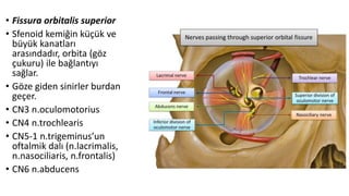 • Fissura orbitalis superior
• Sfenoid kemiğin küçük ve
büyük kanatları
arasındadır, orbita (göz
çukuru) ile bağlantıyı
sağlar.
• Göze giden sinirler burdan
geçer.
• CN3 n.oculomotorius
• CN4 n.trochlearis
• CN5-1 n.trigeminus’un
oftalmik dalı (n.lacrimalis,
n.nasociliaris, n.frontalis)
• CN6 n.abducens
 