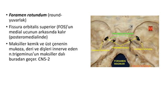 • Foramen rotundum (round-
yuvarlak)
• Fissura orbitalis superior (FOS)’un
medial ucunun arkasında kalır
(posteromedialinde)
• Maksiller kemik ve üst çenenin
mukoza, deri ve dişleri innerve eden
n.trigeminus’un maksiller dalı
buradan geçer. CN5-2
 