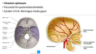 • Foramen spinosum
• For.ovale’nin posterolateralindedir.
• İçinden V.A.N. Meningea media geçer
 