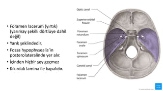• Foramen lacerum (yırtık)
(yarımay şekilli dörtlüye dahil
değil)
• Yarık şeklindedir.
• Fossa hypophysealis’in
posterolateralinde yer alır.
• İçinden hiçbir şey geçmez
• Kıkırdak lamina ile kapalıdır.
 