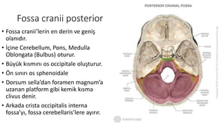 Fossa cranii posterior
• Fossa cranii’lerin en derin ve geniş
olanıdır.
• İçine Cerebellum, Pons, Medulla
Oblongata (Bulbus) oturur.
• Büyük kısmını os occipitale oluşturur.
• Ön sınırı os sphenoidale
• Dorsum sella’dan foramen magnum’a
uzanan platform gibi kemik kısma
clivus denir.
• Arkada crista occipitalis interna
fossa’yı, fossa cerebellaris’lere ayırır.
 
