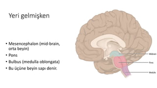 Yeri gelmişken
• Mesencephalon (mid-brain,
orta beyin)
• Pons
• Bulbus (medulla oblongata)
• Bu üçüne beyin sapı denir.
 