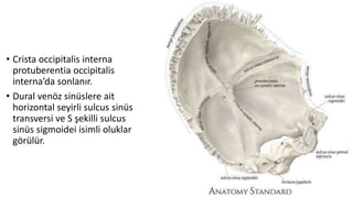 • Crista occipitalis interna
protuberentia occipitalis
interna’da sonlanır.
• Dural venöz sinüslere ait
horizontal seyirli sulcus sinüs
transversi ve S şekilli sulcus
sinüs sigmoidei isimli oluklar
görülür.
 