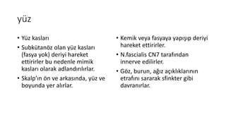yüz
• Yüz kasları
• Subkütanöz olan yüz kasları
(fasya yok) deriyi hareket
ettirirler bu nedenle mimik
kasları olarak adlandırılırlar.
• Skalp’ın ön ve arkasında, yüz ve
boyunda yer alırlar.
• Kemik veya fasyaya yapışıp deriyi
hareket ettirirler.
• N.fascialis CN7 tarafından
innerve edilirler.
• Göz, burun, ağız açıklıklarının
etrafını sararak sfinkter gibi
davranırlar.
 
