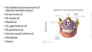 • Yüz iskeleti (viscerocranium) 14
düzensiz kemikten oluşur.
• Os lacrimale x2
• Os nasale x2
• Maxilla x2
• Os zygomaticum x2
• Os palatinum x2
• Concha nasalis inferior x2
• Mandibula
• Vomer
 