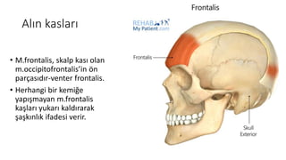 Alın kasları
• M.frontalis, skalp kası olan
m.occipitofrontalis’in ön
parçasıdır-venter frontalis.
• Herhangi bir kemiğe
yapışmayan m.frontalis
kaşları yukarı kaldırarak
şaşkınlık ifadesi verir.
 