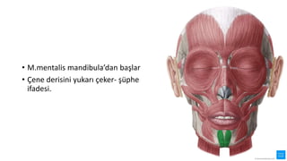 • M.mentalis mandibula’dan başlar
• Çene derisini yukarı çeker- şüphe
ifadesi.
 