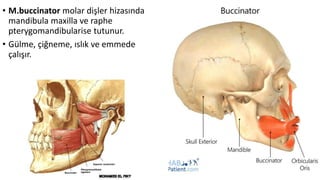 • M.buccinator molar dişler hizasında
mandibula maxilla ve raphe
pterygomandibularise tutunur.
• Gülme, çiğneme, ıslık ve emmede
çalışır.
 