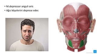 • M.depressor anguli oris
• Ağız köşelerini deprese eder.
 