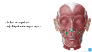 • M.levator anguli oris
• Ağız köşesine elevasyon yaptırır.
 