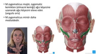 • M.zygomaticus majör, zygomatic
kemikten (elmacık kemiği) ağız köşesine
uzanarak ağız köşesini eleve eder.
(angulis oris)
• M.zygomaticus minör daha
medialdedir.
 