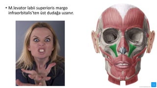 • M.levator labii superioris margo
infraorbitalis’ten üst dudağa uzanır.
 