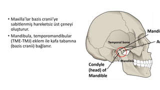 • Maxilla’lar bazis cranii’ye
sabitlenmiş hareketsiz üst çeneyi
oluşturur.
• Mandibula, temporomandibular
(TME-TMJ) eklem ile kafa tabanına
(bazis cranii) bağlanır.
 