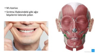• M.risorius
• Sırıtma ifadesindeki gibi ağız
köşelerini laterale çeker.
 