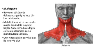• M.platysma
• Boynun subkütanöz
dokusunda geniş ve ince bir
kas tabakasıdır.
• M.deltoideus ve m.pectoralis
majör üzerindeki fasyadan
başlar. Superomediale doğru
clavicula üzerinden geçip
mandibulada sonlanır.
• CN7-N.fascialis’in servikal dalı
ile innerve olur.
 