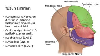 Yüzün sinirleri
• N.trigeminus (CN5) yüzün
duyusunun, çiğneme
kaslarının ve birkaç küçük
kasın motor siniridir.
• Ganliyon trigeminale’nin 3
periferik uzantısı vardır.
• N.ophtalmicus (CN5-1)
• N.maxillaris (CN5-2)
• N.mandibularis (CN5-3)
 