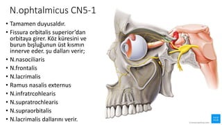 N.ophtalmicus CN5-1
• Tamamen duyusaldır.
• Fissura orbitalis superior’dan
orbitaya girer. Köz küresini ve
burun bışluğunun üst kısmın
innerve eder. şu dalları verir;
• N.nasociliaris
• N.frontalis
• N.lacrimalis
• Ramus nasalis externus
• N.infratrcohlearis
• N.supratrochlearis
• N.supraorbitalis
• N.lacrimalis dallarını verir.
 