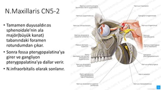 N.Maxillaris CN5-2
• Tamamen duyusaldır.os
sphenoidale’nin ala
majör(büyük kanat)
tabanındaki foramen
rotundumdan çıkar.
• Sonra fossa pterygopalatina’ya
girer ve gangliyon
pterygopalatina’ya dallar verir.
• N.infraorbitalis olarak sonlanır.
 