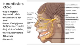 N.mandibularis
CN5-3
• CN5’in motor lif
taşıyan tek dalıdır.
• Foramen ovale’den
çıkar.
• Motor lifleri çiğneme
kaslarını innerve eder.
• Major kütanöz dalları;
• N.auriculotemporalis
• N.buccalis
• N.mentalis
 