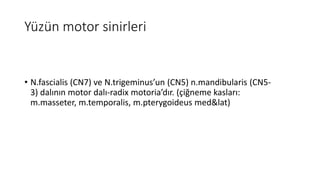 Yüzün motor sinirleri
• N.fascialis (CN7) ve N.trigeminus’un (CN5) n.mandibularis (CN5-
3) dalının motor dalı-radix motoria’dır. (çiğneme kasları:
m.masseter, m.temporalis, m.pterygoideus med&lat)
 