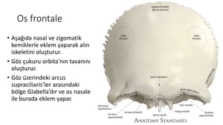Os frontale
• Aşağıda nasal ve zigomatik
kemiklerle eklem yaparak alın
iskeletini oluşturur.
• Göz çukuru orbita’nın tavanını
oluşturur.
• Göz üzerindeki arcus
supraciliaris’ler arasındaki
bölge Glabella’dır ve os nasale
ile burada eklem yapar.
 