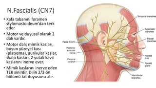 N.Fascialis (CN7)
• Kafa tabanını foramen
stylomastoideum’dan terk
eder.
• Motor ve duyusal olarak 2
dalı vardır.
• Motor dalı; mimik kasları,
boyun yüzeyel kası
(platysma), aurikular kaslar,
skalp kasları, 2 yutak kavsi
kaslarını inerve ever.
• Mimik kaslarını inerve eden
TEK sinirdir. Dilin 2/3 ön
bölümü tat duyusunu alır.
 
