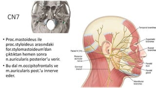 CN7
• Proc.mastoideus ile
proc.styloideus arasındaki
for.stylomastoideum’dan
çıktıktan hemen sonra
n.auricularis posterior’u verir.
• Bu dal m.occipitofrontalis ve
m.auricularis post.’u innerve
eder.
 