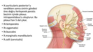 • N.auriicularis posterior’u
verdikten sonra sinirin gövdesi
öne doğru ilerleyerek parotis
bezinin içinde plexus
intraparotideus’u oluşturur. Bu
plexus’tan 5 dal çıkar.
• Rr.temporales
• Rr.zygomatici
• Rr.buccales
• R.marginalis mandibularis
• R.colli (cervicalis)
 